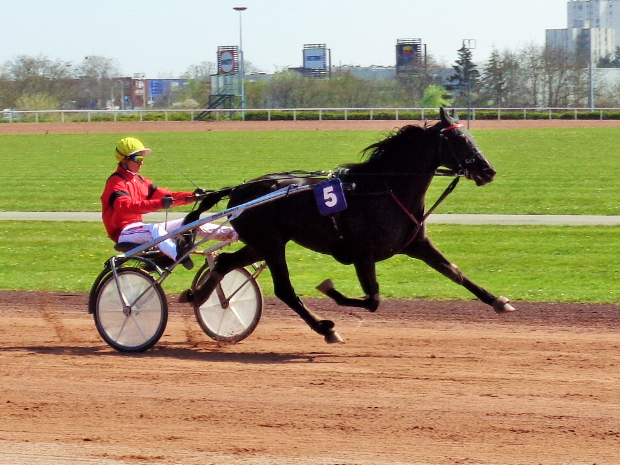 Great Eagle : un bon fils !