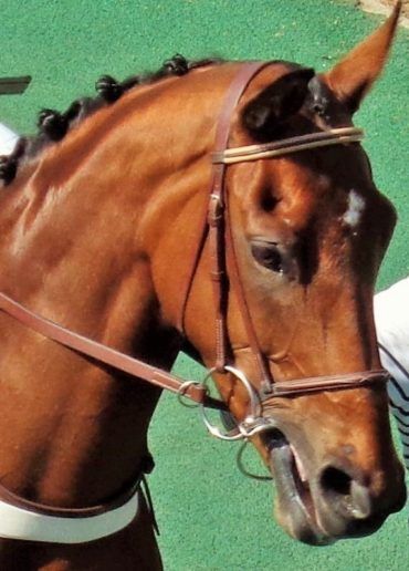 Éleveurs de chevaux : l’attache rapide de la chaîne.