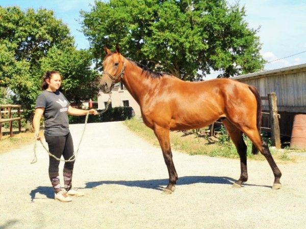 De la chaussure au fer à cheval…