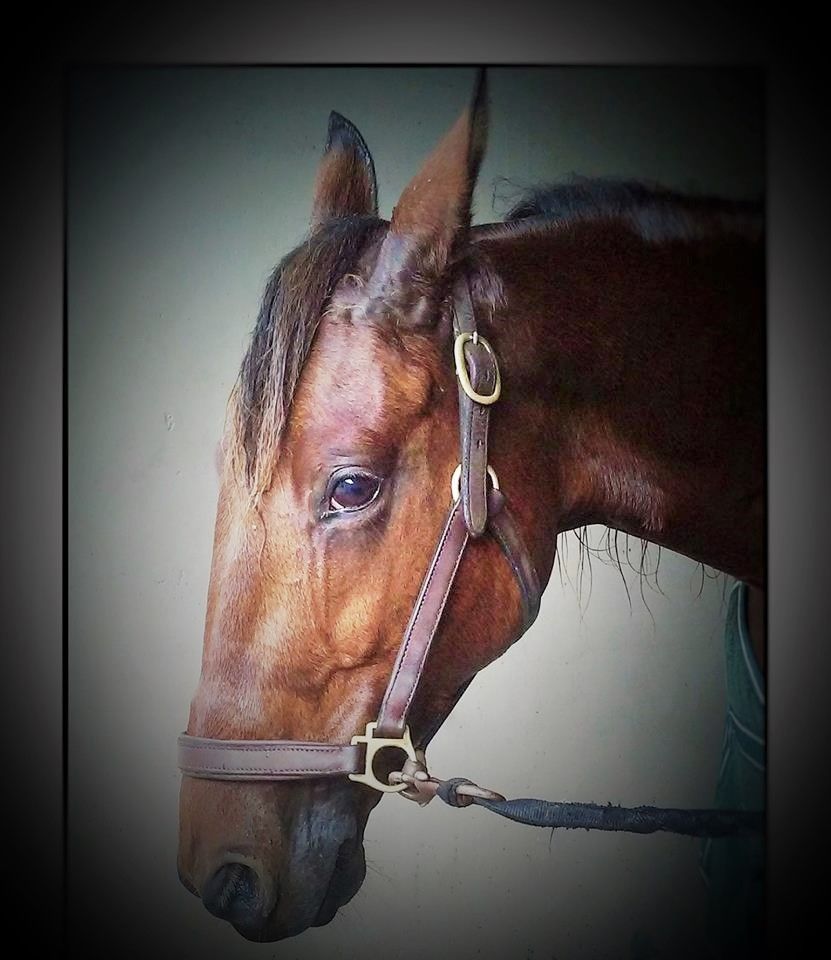 Une semaine qu’hippique: 16/01/20 au 22/01/20