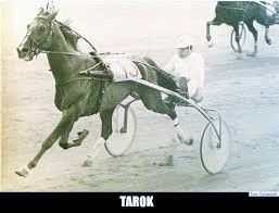 Tarok, le meilleur trotteur Danois de tous les temps