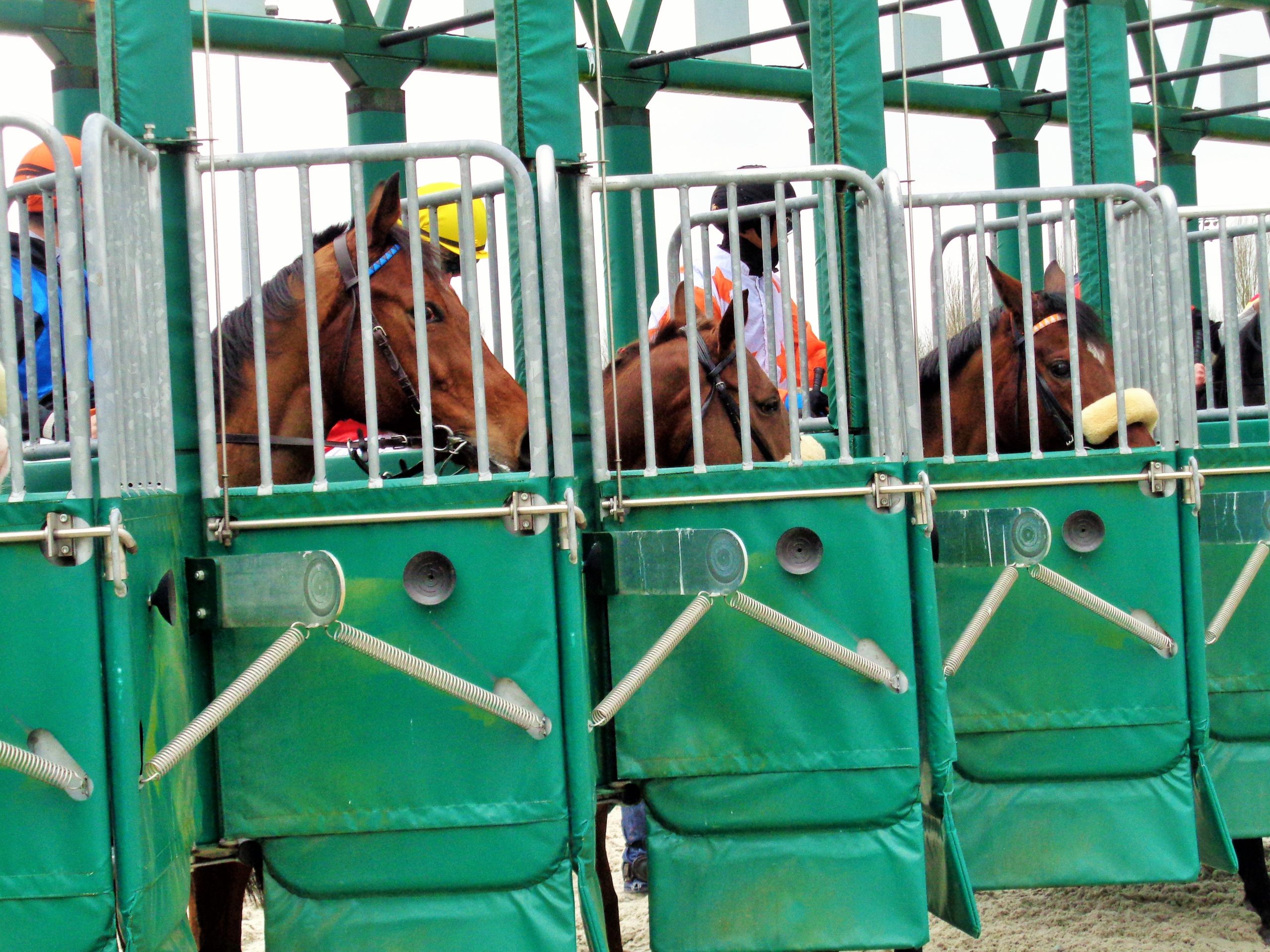 Un France-Belgique hippique