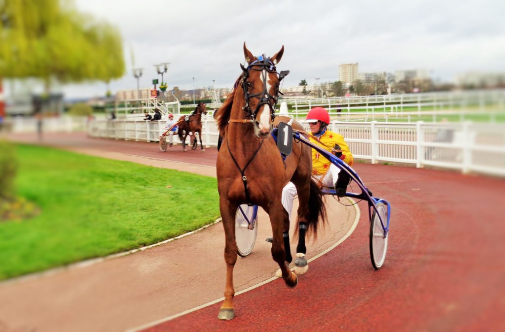 cheval de course