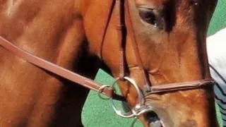 Éleveurs de chevaux : l’attache rapide de la chaîne.