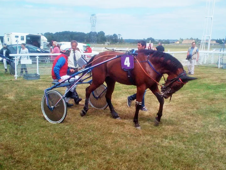 Giga Pearl (fille de Pearl Quuen) n'a pu que finir 3e de cette course en 2018