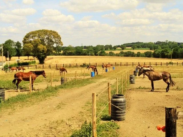Les chevaux au repos. A chacun son paddock