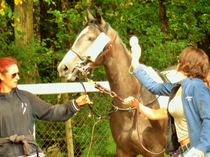 Sillé-le-Guillaume: no stress !