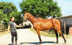 De la chaussure au fer à cheval…