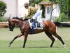 Pronostics Turf du 19/07/2022 : nos chevaux repérés pour Vichy (R1) et Saint-Malo (R2)