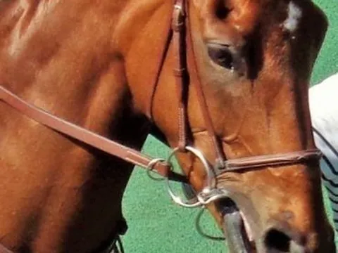 Éleveurs de chevaux : l’attache rapide de la chaîne.