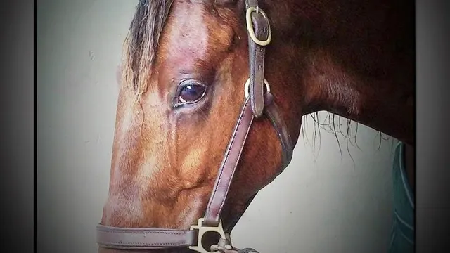 Une semaine qu’hippique: 16/01/20 au 22/01/20