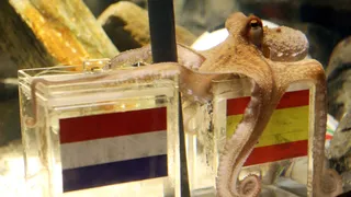 Coupe du monde : ces animaux qui ont prédit les résultats des précédents mondiaux