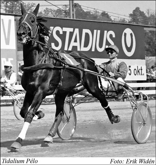 Tidalium Pelo en piste en Suède