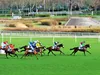 Une semaine “qu’hippique” : 20 février au 26 février 2020
