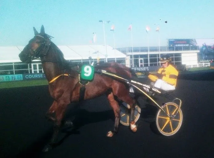 Vincennes: Gatsby magnifique poulain d'une semaine qu'hippique