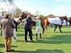 Les Courses hippiques et Coronavirus COVID-19