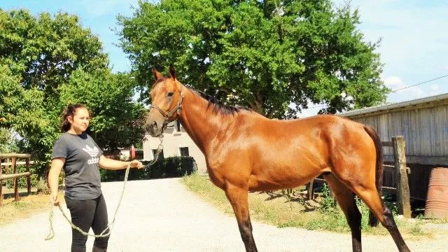 De la chaussure au fer à cheval…