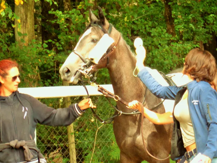 Sillé-le-Guillaume: no stress !