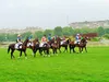 Les courses hippiques ont du cœur.