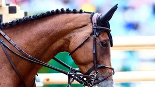 Equitation : Un cavalier olympique suspendu pour maltraitance