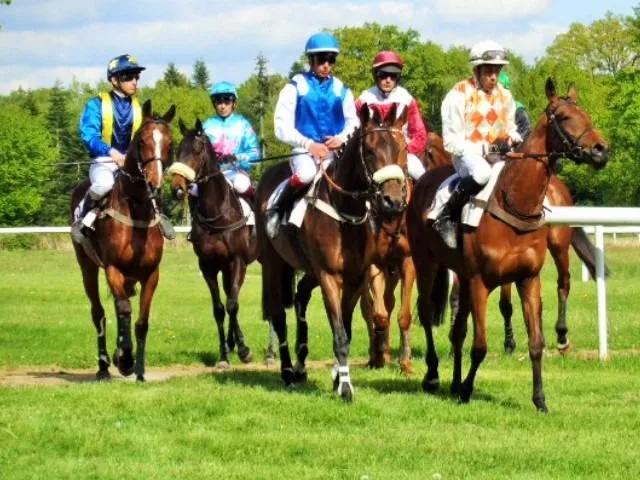 Hippodrome du Pin au Haras: les courses hippiques à l’état pur