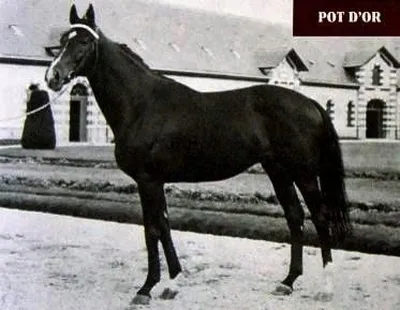 Mes sauteurs préférés: Pot d'or étalon