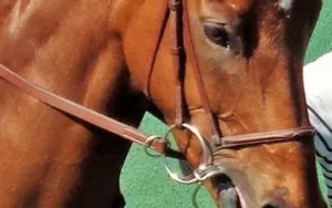 Éleveurs de chevaux : l’attache rapide de la chaîne.