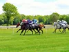 Hippodrome du Pin au Haras: les courses hippiques à l’état pur