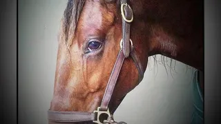 Une semaine qu’hippique: 16/01/20 au 22/01/20