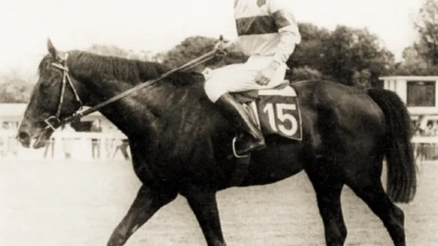 Mes chevaux de légende (série 3: les sauteurs)