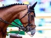 Equitation : Un cavalier olympique suspendu pour maltraitance