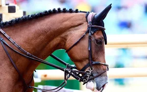 Equitation : Un cavalier olympique suspendu pour maltraitance