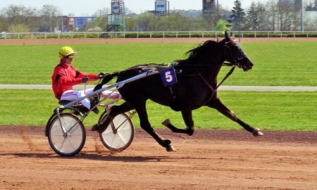 Great Eagle : un bon fils !