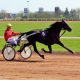 Great Eagle : un bon fils !