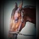 Cahiers du turf