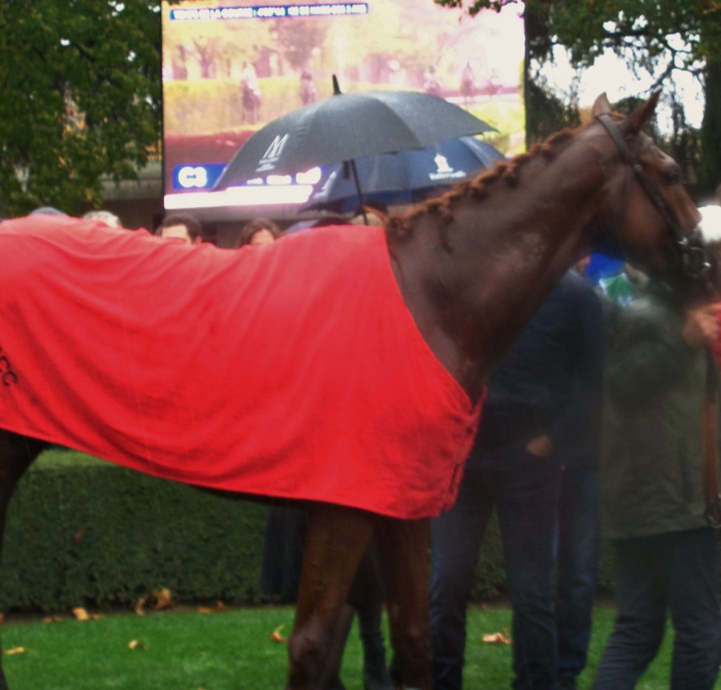 C'est sous la pluie que Nirvana du Berlais remporte le Prix Cambacérès